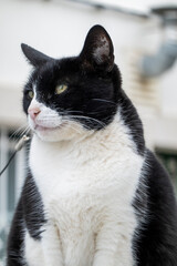 Naklejka na ściany i meble Black and white domestic cat