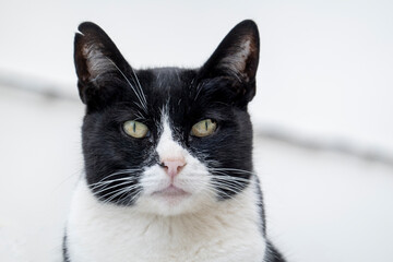 Black and white domestic cat