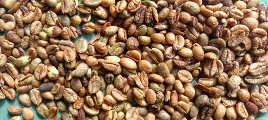 coffee beans or coffee plant seeds

