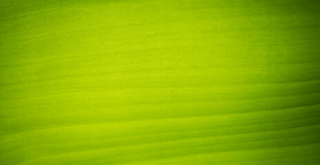 Banana leaf, green leave, abstract background
