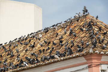 Rooftop filled with pigeons © Mauro Rodrigues