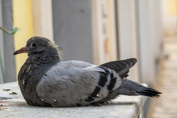 Close up of pigeon bird