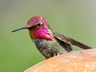 Male Anna's hummingbird perched on the wooden post in sunlight