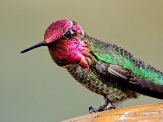 Male Anna's hummingbird perched on the wooden post in sunlight