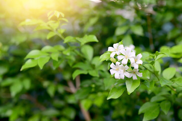 Blooming White Orange Jasmine Flower, Andaman satinwood, China Box Tree, Chinese Box-wood,...
