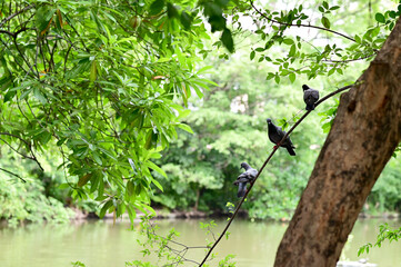 Closeup of Many pigeons on the tree branch in the nature background at Thailand.