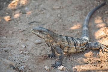 IGUANA SOLA. MEXICO. HORIZONTAL. COLOR.