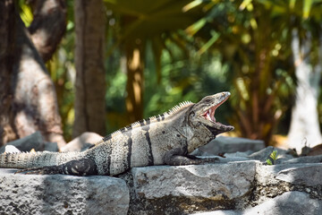 IGUANA DE TULUM - MEXICO. 