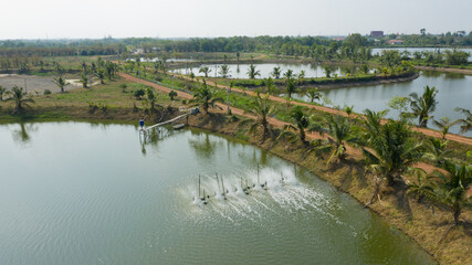 Fototapeta na wymiar Aerial view from flying drone of Fish pond, fish farm 