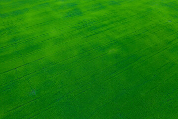 aerial view from flying drone of Field rice with landscape green pattern nature background, top view field rice
