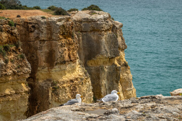 Seagull on cliff