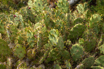 Prickly pear cactus