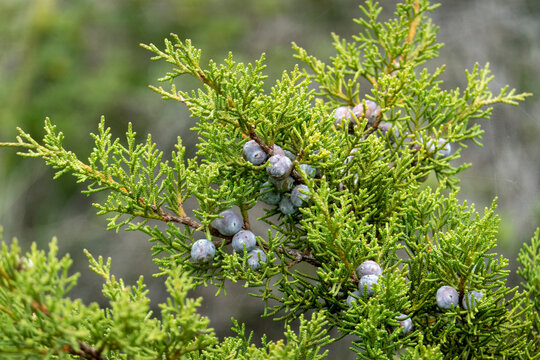 Juniperus turbinata shrub