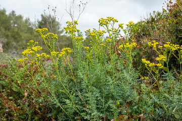 Fringed rue (Ruta chalepensis) flower