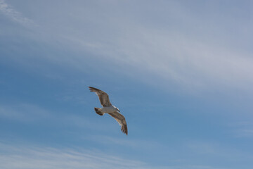 Western Gull Larus occidentalis bird flying gracefully overhead at Westport, Washington