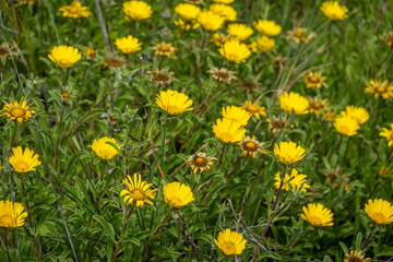 Mediterranean Beach Daisy (Pallenis maritima)