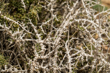 Southern Boxthorn (Lycium intricatum)