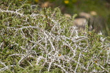 Southern Boxthorn (Lycium intricatum)