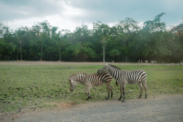 Fototapeta premium Animals in an open zoo without cages.