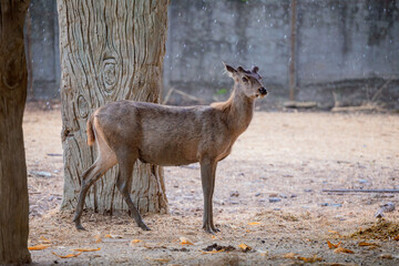 Animals in an open zoo without cages.
