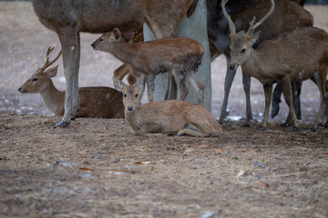 Animals in an open zoo without cages.