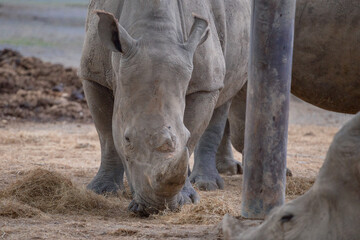 Fototapeta premium rhinoceros.