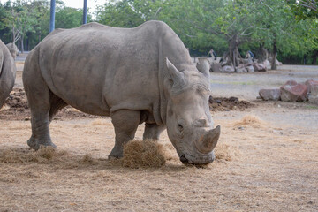 Obraz premium rhinoceros.