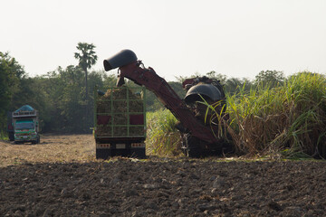 Sugarcane harvesters are harvesting farmer's produce to send factories to convert them into cane...