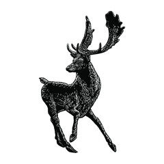 fallow deer illustration isolated on background - obrazy, fototapety, plakaty