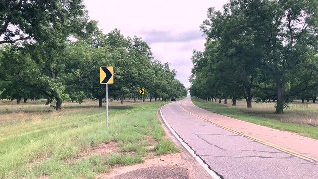 Pecan Tree plantation in the spring full lush trees waving in the wind empty road
