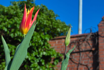 red and yellow tulip flower on a blue sky