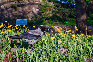 gray crow on a background of yellow flowers