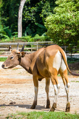 Obraz premium the closeup image of female Banteng. It is a species of wild cattle found in Southeast Asia. Found on Java and Bali in Indonesia; the males are black and females are buff.