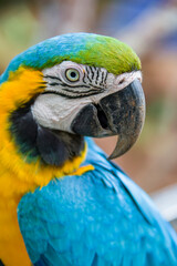 The closeup image of Blue-and-yellow macaw (ara ararauna).  
It is a large South American parrot with mostly blue top parts and light orange underparts, with gradient hues of green on top of its head.