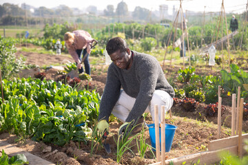 Focused African american man working in a vegetable garden is loosening the soil with a small...