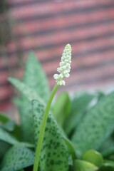 Drimiopsis botryoides  flower in nature garden