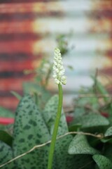 Drimiopsis botryoides  flower in nature garden