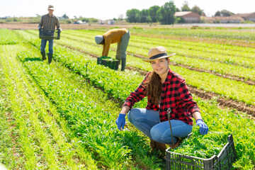 Young attractive smiling woman farmer in straw hat harvesting fresh arugula using knife at the farm field