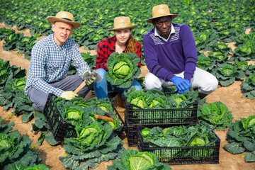 Three farmers are happy with the harvested cabbage crop