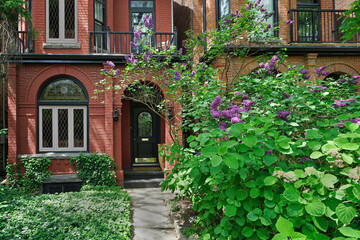 Front yard of old brick houses with large lilac bush