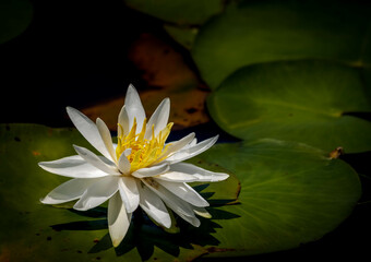 The Marsh is in Bloom