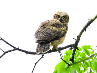 Great Horned Owl owlet standing on tree branch in spring, portrait