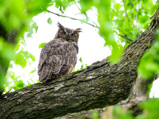 Great Horned Owl resting in tree in spring, portrait