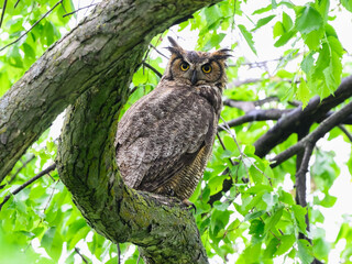 Great Horned Owl resting in tree in spring, portrait