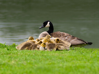 Canada Goose and many goslings are resting on river shore