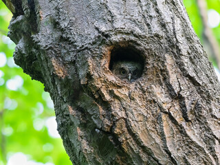Fototapeta premium Eastern Screech Owl Owlet looking through nest hole in tree