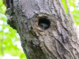 Eastern Screech Owl Owlet looking through nest hole in tree