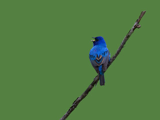 Indigo Bunting sitting on stick and calling on green background 