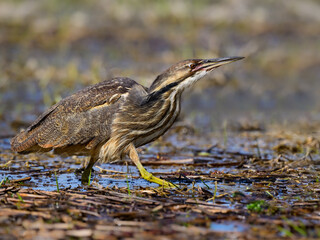 American Bittern walking on marsh in spring, portrait