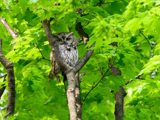  Eastern Screech Owl sitting on tree branch in spring, portrait